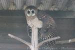 African wood owl