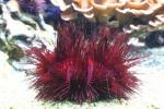Red urchin