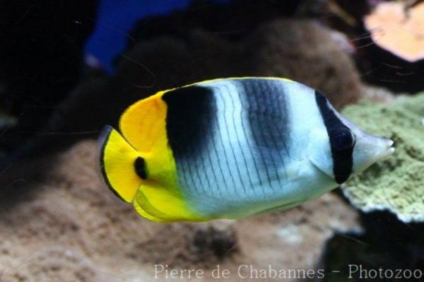 Pacific double-saddle butterflyfish