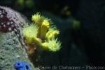 Yellow branching coral