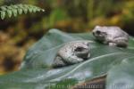 Eastern grey tree frog