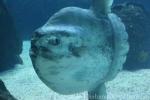 Ocean sunfish
