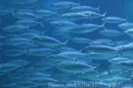 Atlantic chub mackerel