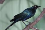Long-tailed glossy-starling