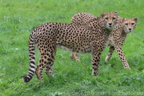 Southern cheetah