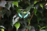 Emerald swallowtail