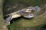 Hilaire's toadhead turtle