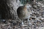 Red-winged tinamou