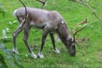Forest reindeer