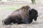 Wood bison