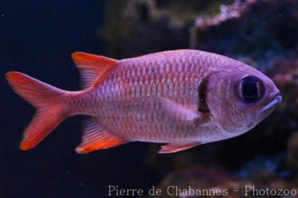 Pinecone soldierfish