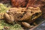 Cane toad