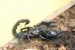 Vietnam forest scorpion