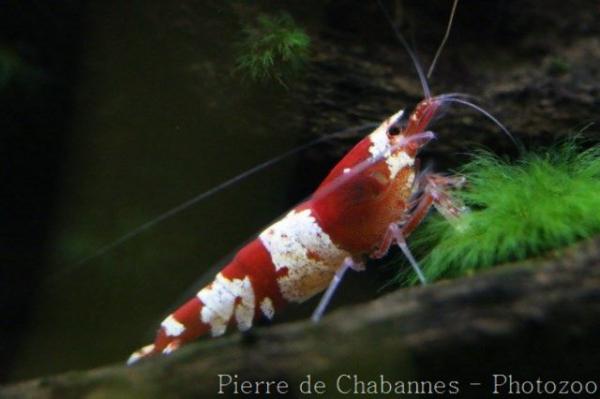 Crystal red bee shrimp