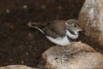 African three-banded plover