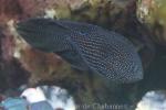 Lesser cometfish