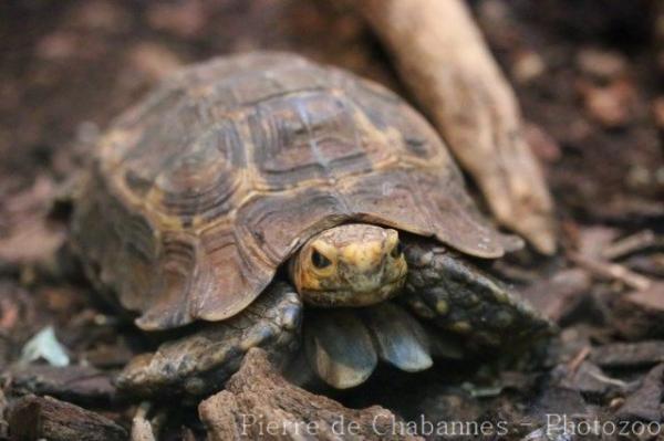 Serrated hinge-backed tortoise