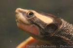 Red-bellied short-necked turtle