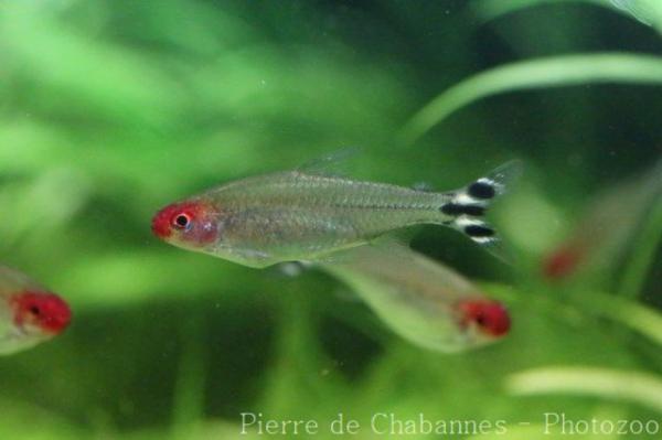 Rummy-nosed tetra