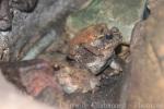 Bony-headed toad