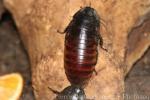Madagascar giant cockroach