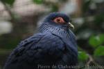 Madagascar blue pigeon