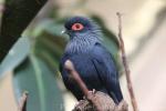 Madagascar blue pigeon