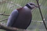 Collared imperial-pigeon