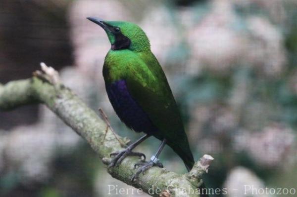 Emerald starling
