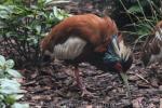 Madagascar crested ibis