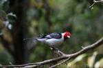 Red-cowled cardinal