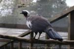 Black-fronted piping guan