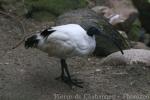 Madagascar sacred ibis