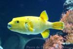 Blackspotted puffer
