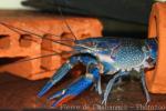 Common red-clawed crayfish