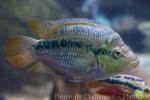 Yellow belly cichlid