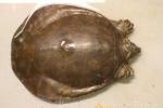Nubian flapshell turtle