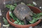 Noguey's hingeback tortoise