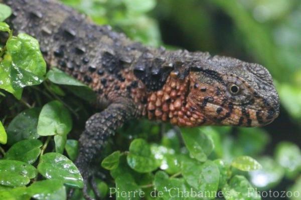 Chinese crocodile lizard