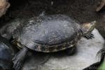 Nicaraguan pond turtle