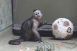Guianan weeper capuchin