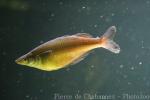 Sentani rainbowfish