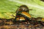 Euthalia flower-beetle