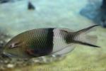 Blackbar hogfish
