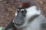 Red-capped mangabey