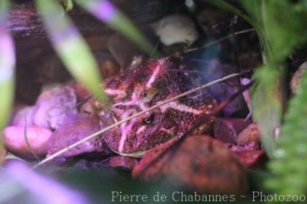 Chaco horned frog