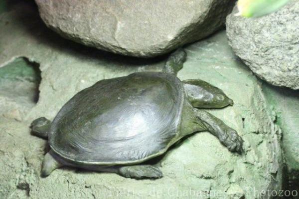Nubian flapshell turtle