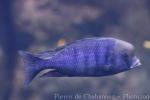 Blue dolphin cichlid