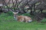 Persian fallow deer