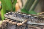 Black-lined plated lizard